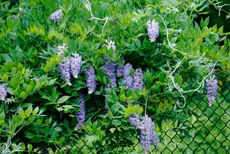 Purple Flowered Plants Growing Over Chain Link Fence