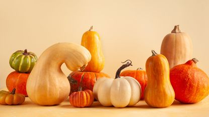 A collection of winter squash against a beige background