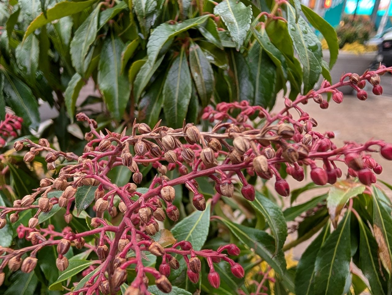 Google Pixel 9 Pro XL macro sample.