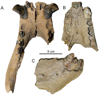 A comparison of the new fossil from the extinct walrus (A) and the fossil used to first describe the species in the 1980s (B,C)