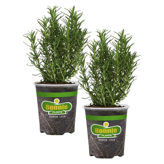 A set of two rosemary plants