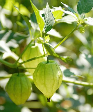 Close up of tomatillo fruits on a plant