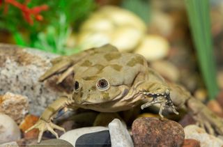 Lake Titicaca Native, lake titicaca frogs