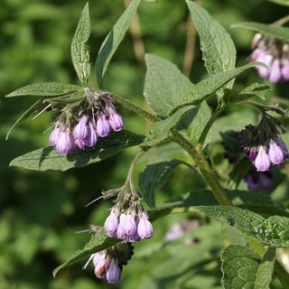 Comfrey plant with purple flowers