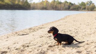 Miniature dachshund on beach