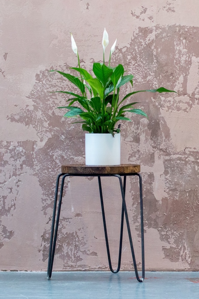 Peace Lily in a white vase on a wooden stool