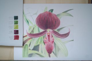 Sketch of an orchid in coloured pencil