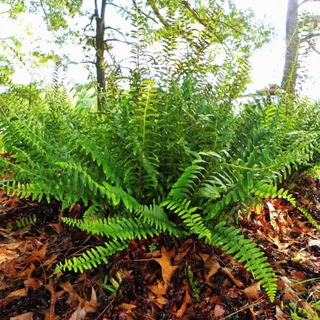 Classy Groundcovers, Christmas Fern Dagger Fern, Polystic Faux-acrostiche (10 Bare Root plants)