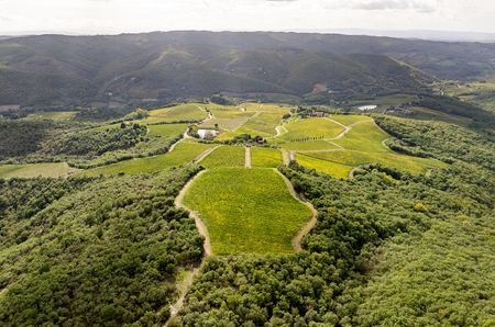 Birds eye view of green vines with mountains in the background