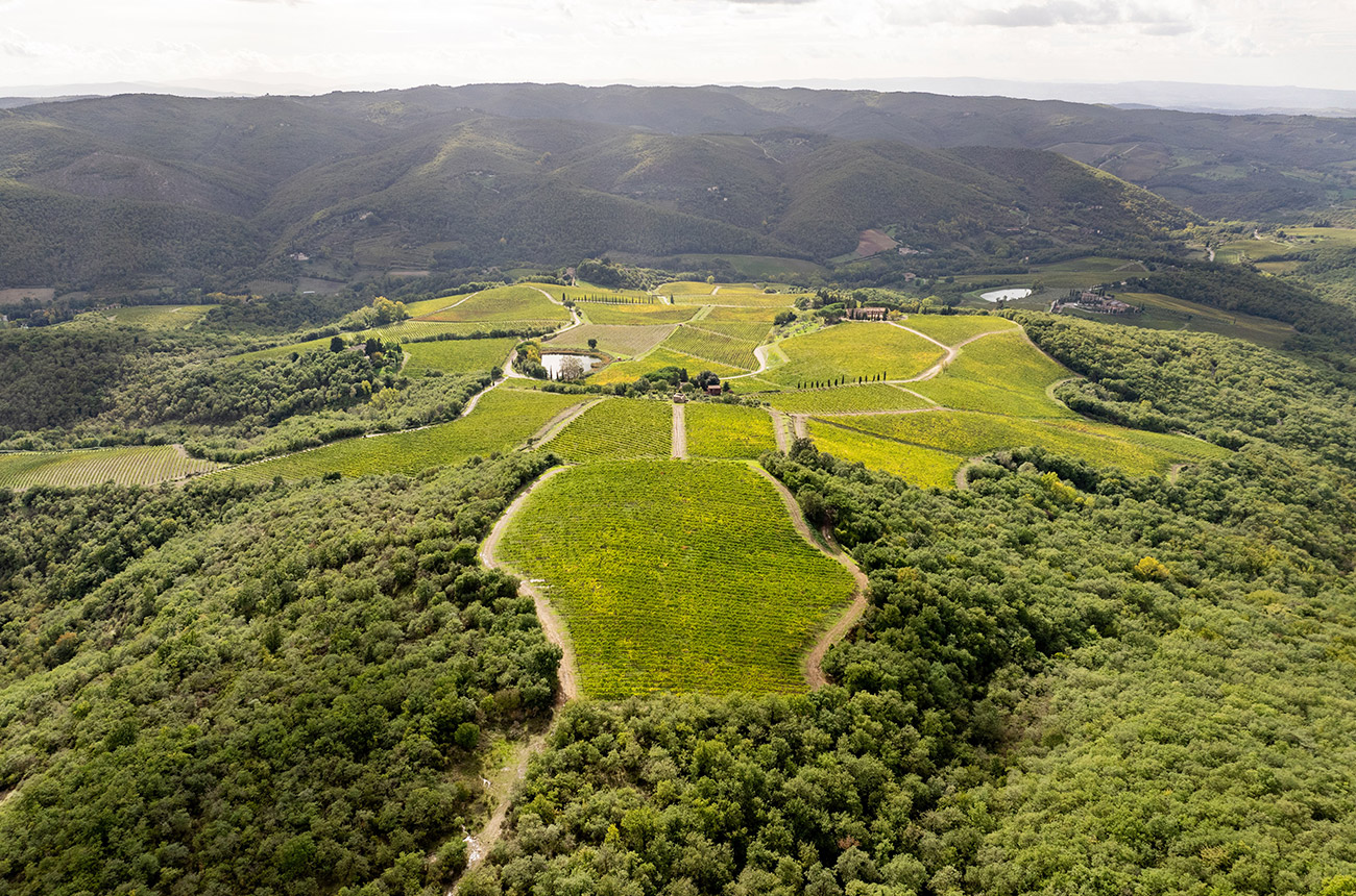 Birds eye view of green vines with mountains in the background