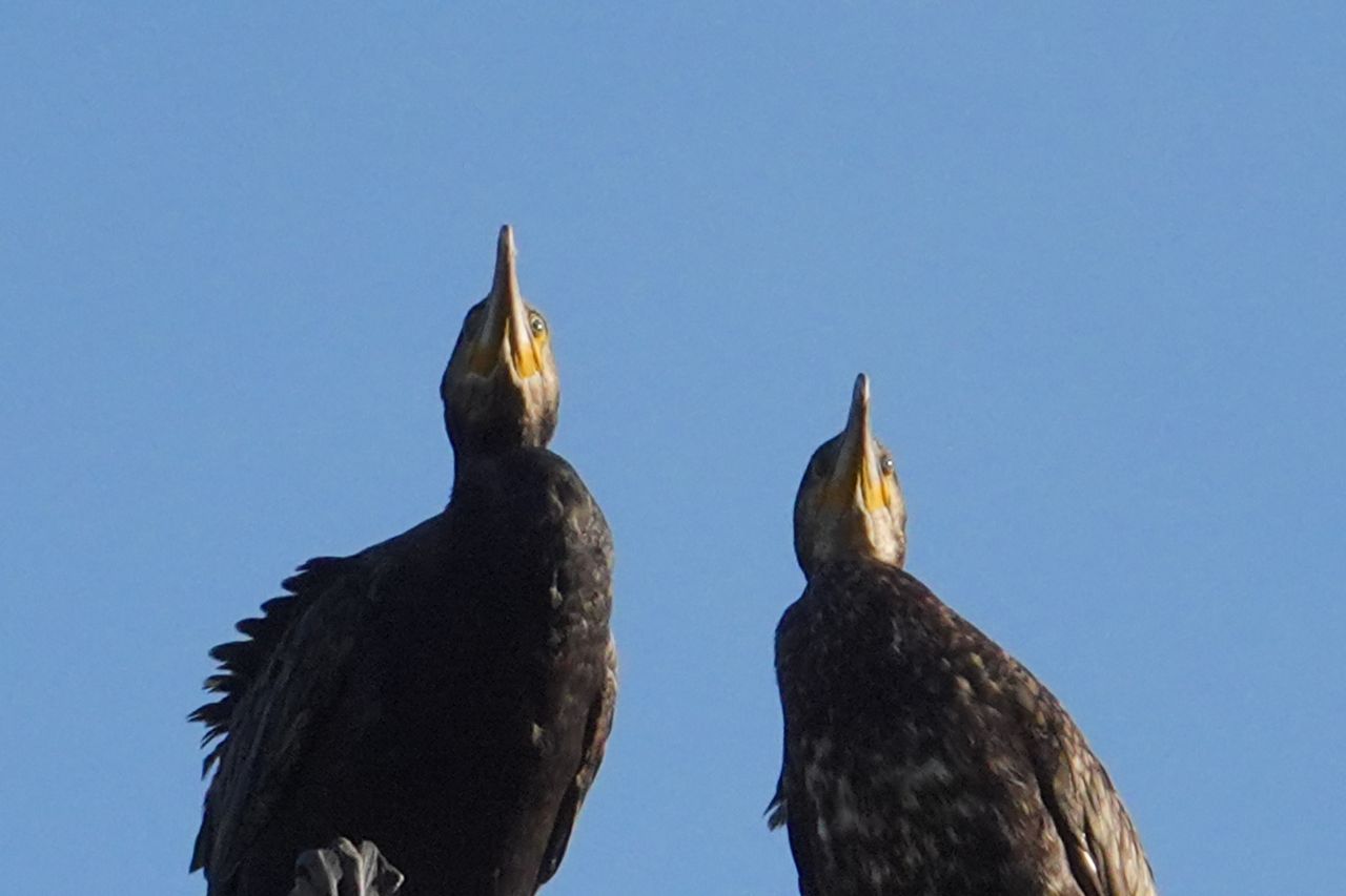 A photo taken on a Sony RX10 V bridge camera