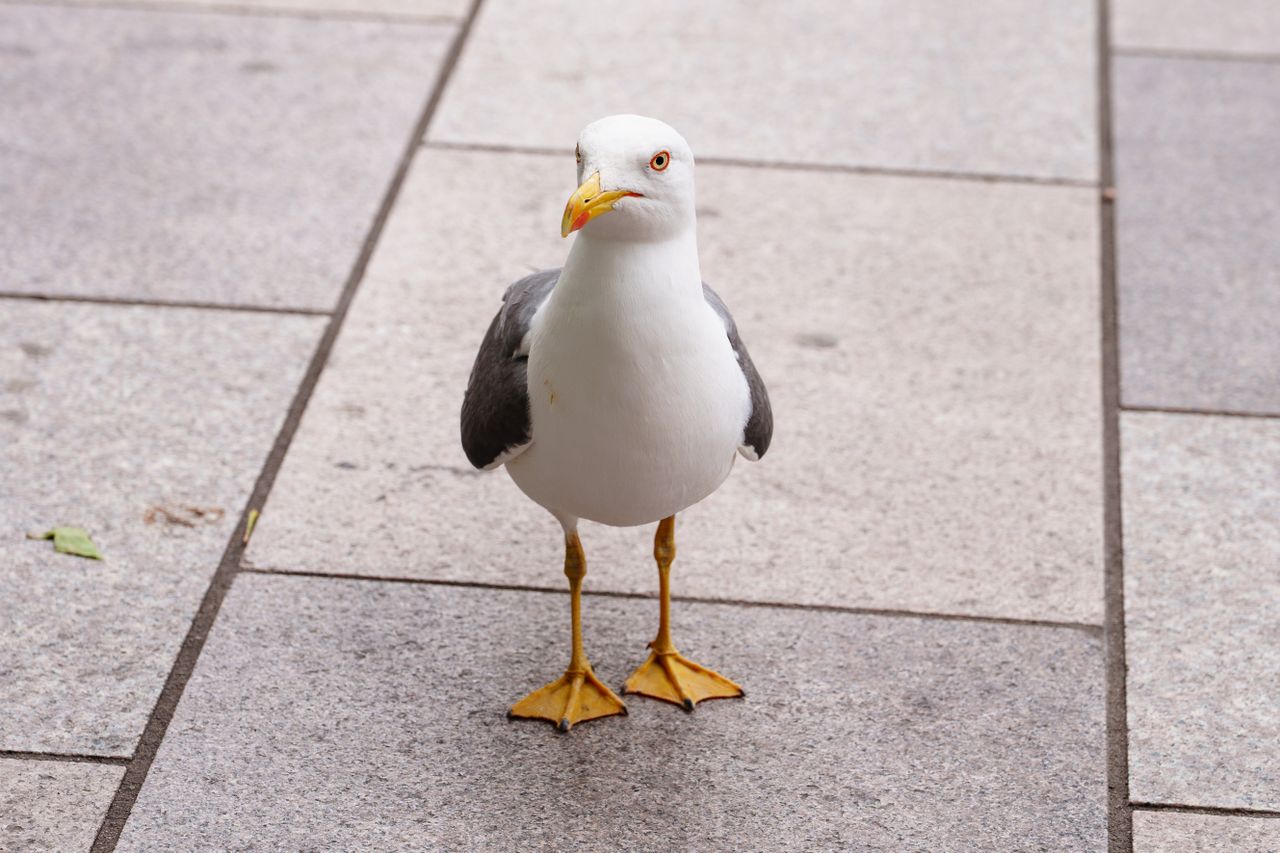 A seagull standing on the ground