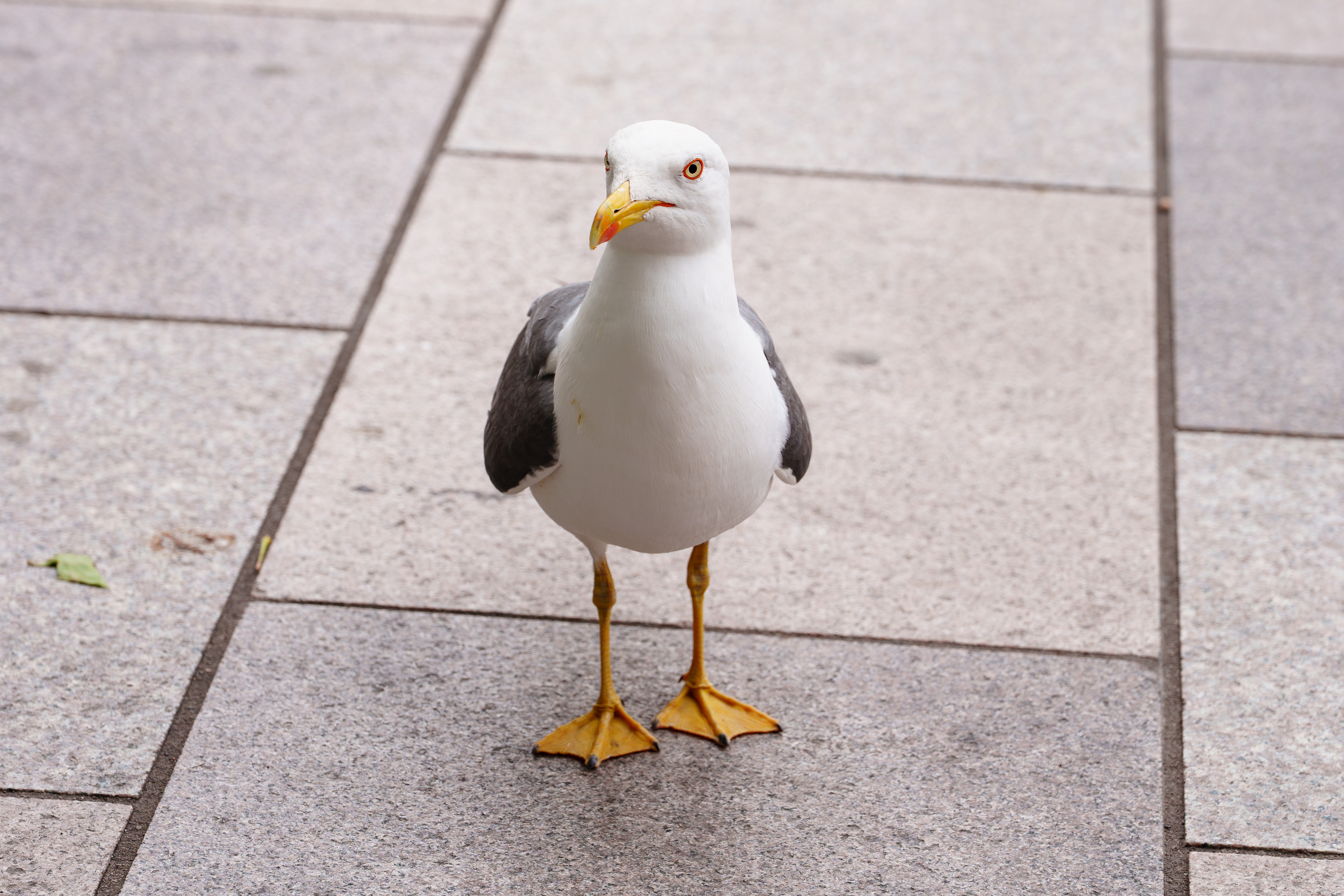 A seagull standing on the ground