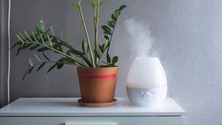 Plant next to humidifier