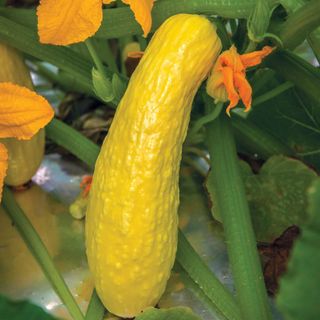 Burpee Organic Early Prolific Straightneck Summer Squash