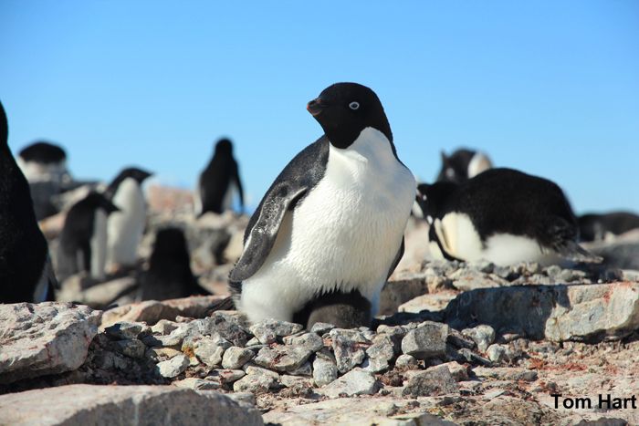 An Adélie penguin incubating its chicks