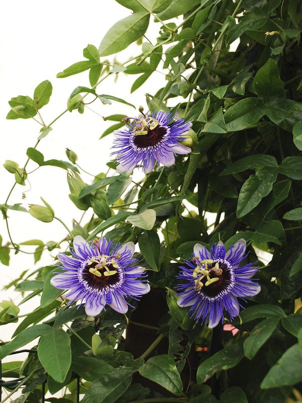 Tips & Information about Passion Flower Gardening Know How