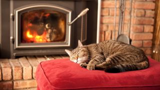 Cat sleeping by fire