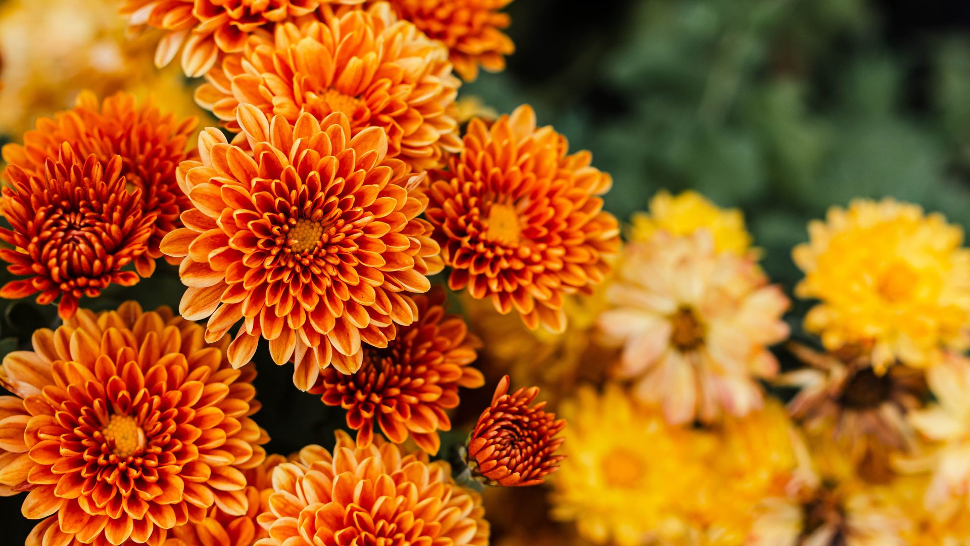 Chrysanthemums
