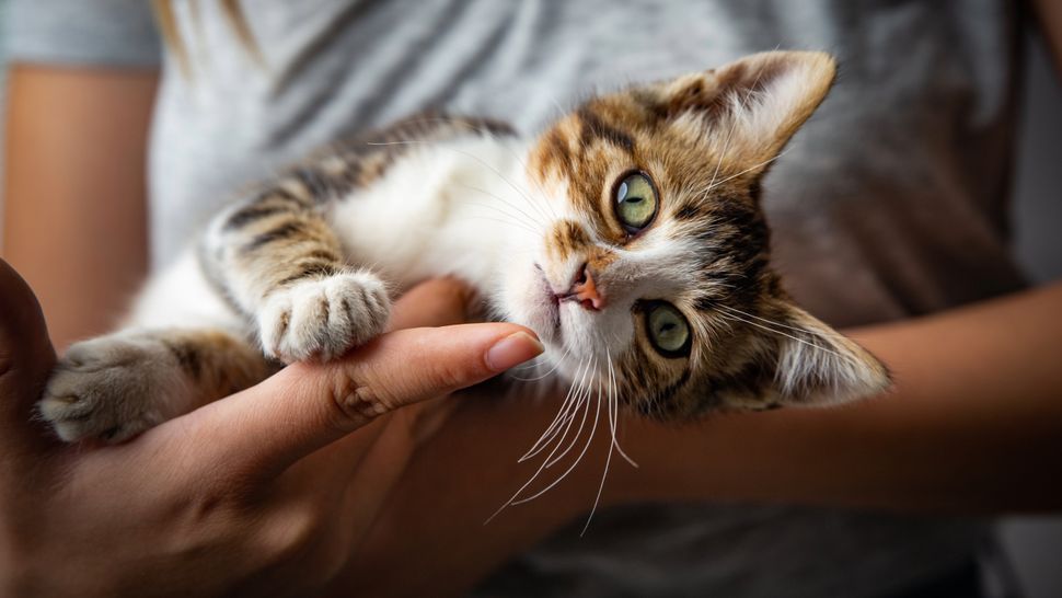 32 ways to raise a happy and healthy kitten | PetsRadar