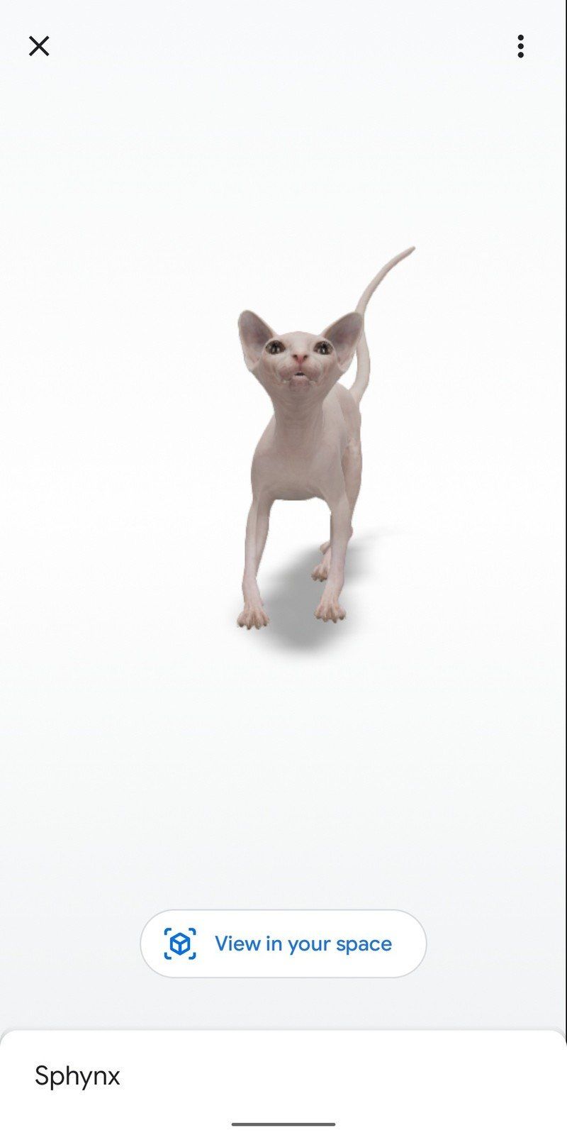 Sphynx