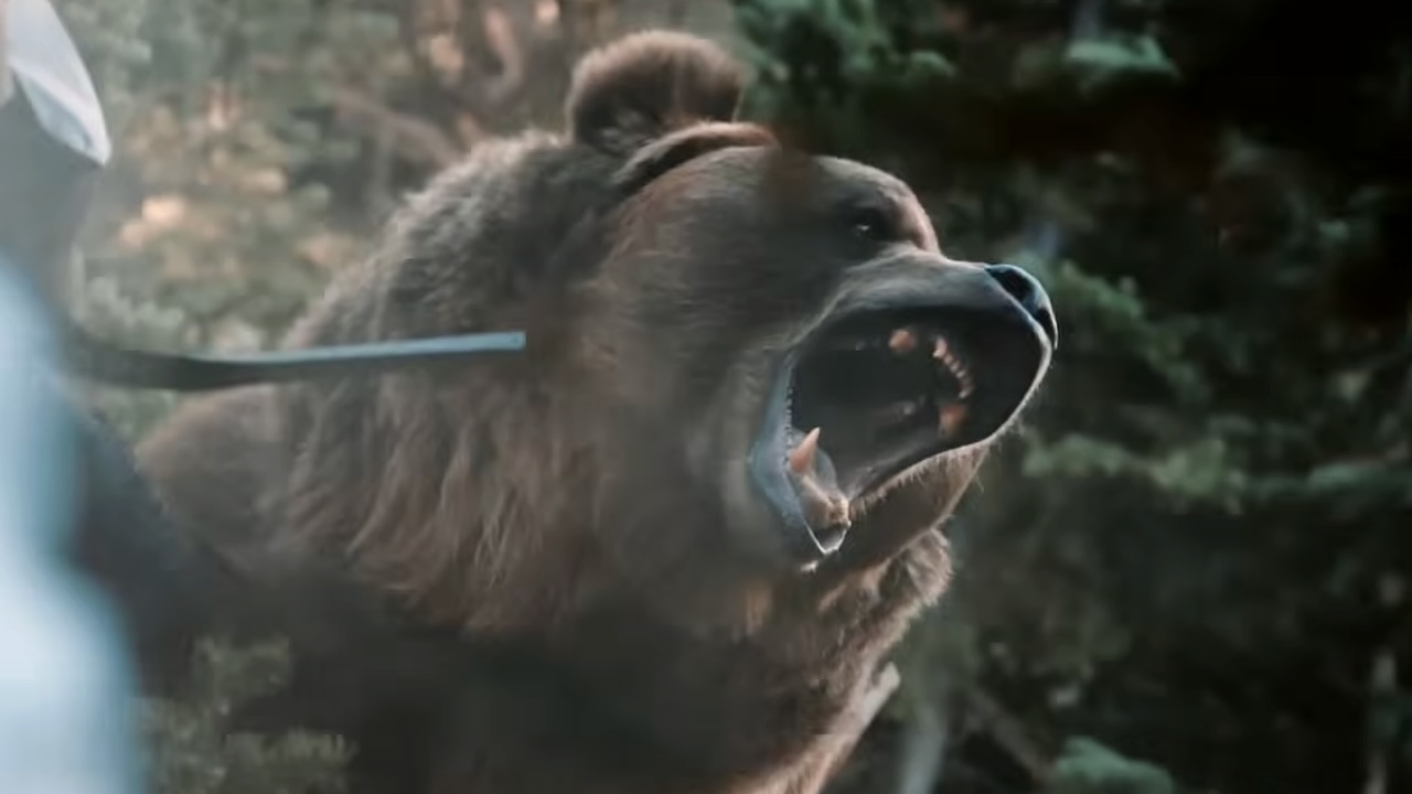 Wild bear in Y: Marshals Season 1