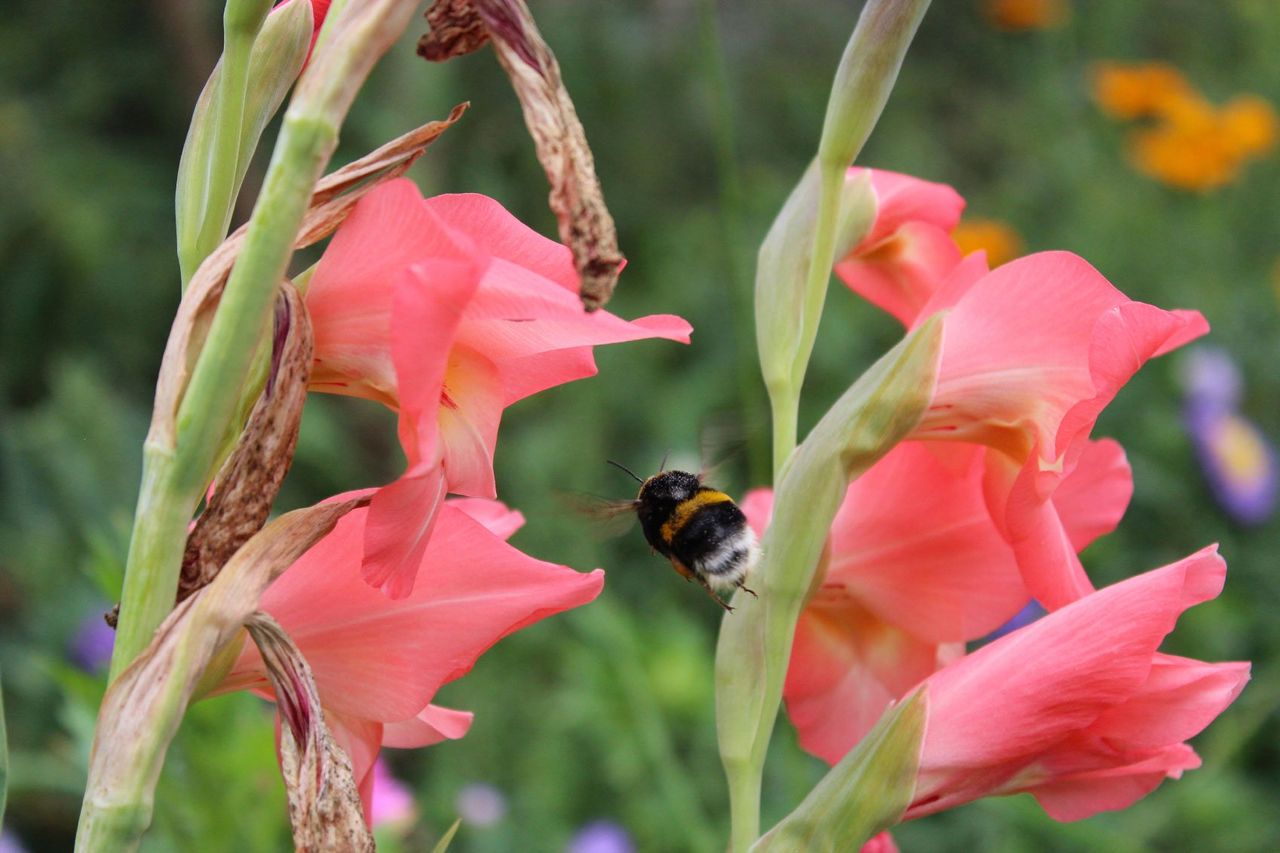 Pink Gladiolus Plants