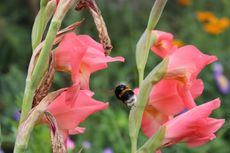 Pink Gladiolus Plants