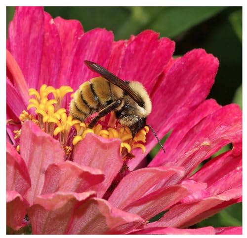 Bumblebee Banquet Seeds - This Wildflower Mix Attracts Bees and Pollinators