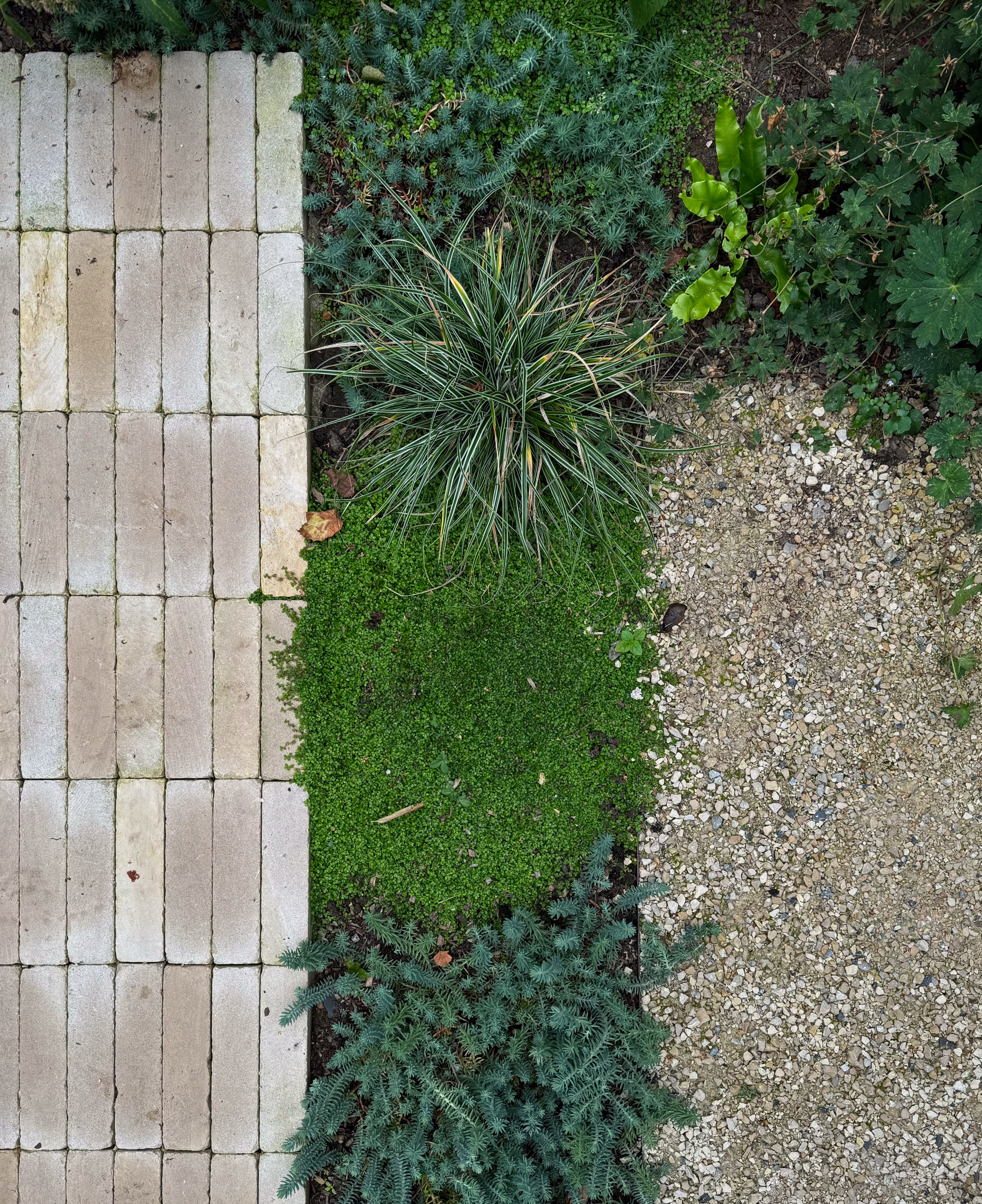 a garden with a stacked bond rectangular paver path