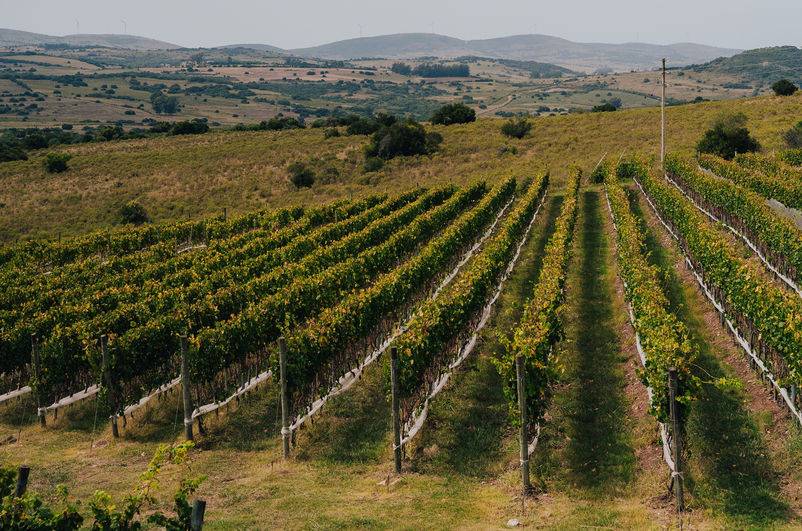 Rows of green vines