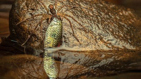A large spider is seen on a wet, dark brown rock, holding a small, metallic green and yellow fish in its fangs, with the fish's reflection visible in the water below.