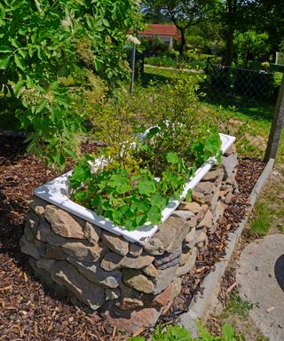 Indian cress, common nasturtium, garden nasturtium (Tropaeolum majus), tub with drystone wall as a raised bed