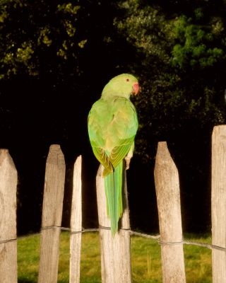 London parakeet