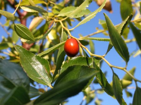 Jujube Tree