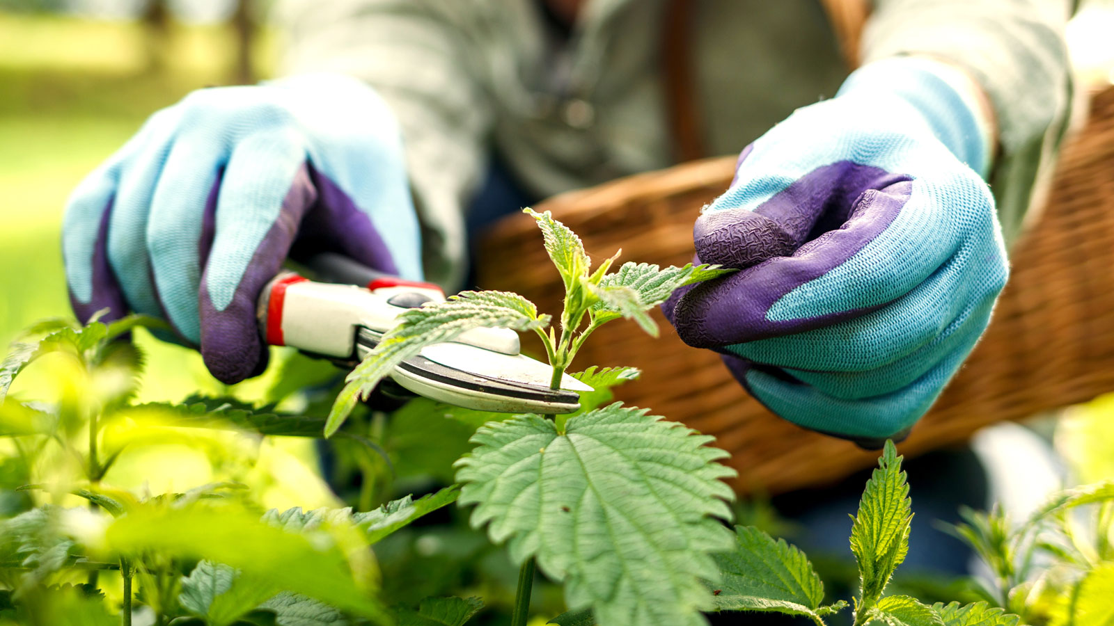 someone clipping stinging nettle weeds while wearing gloves