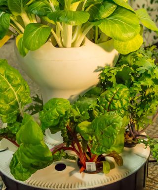 hydroponic garden with leaves