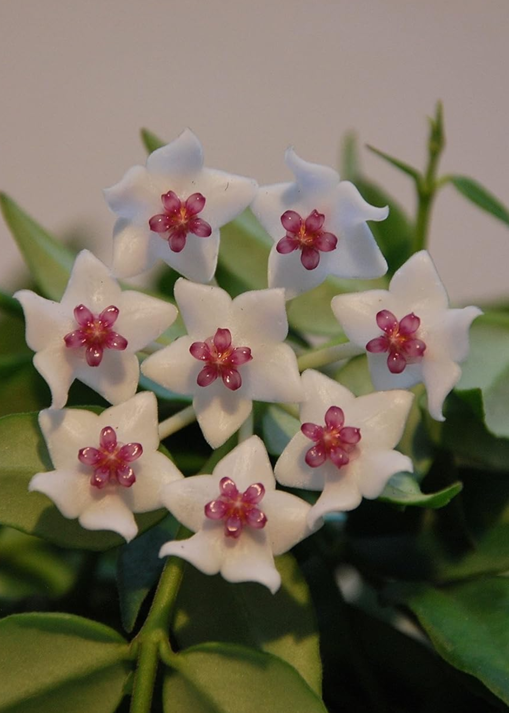 A close-up of a hoya bella flower