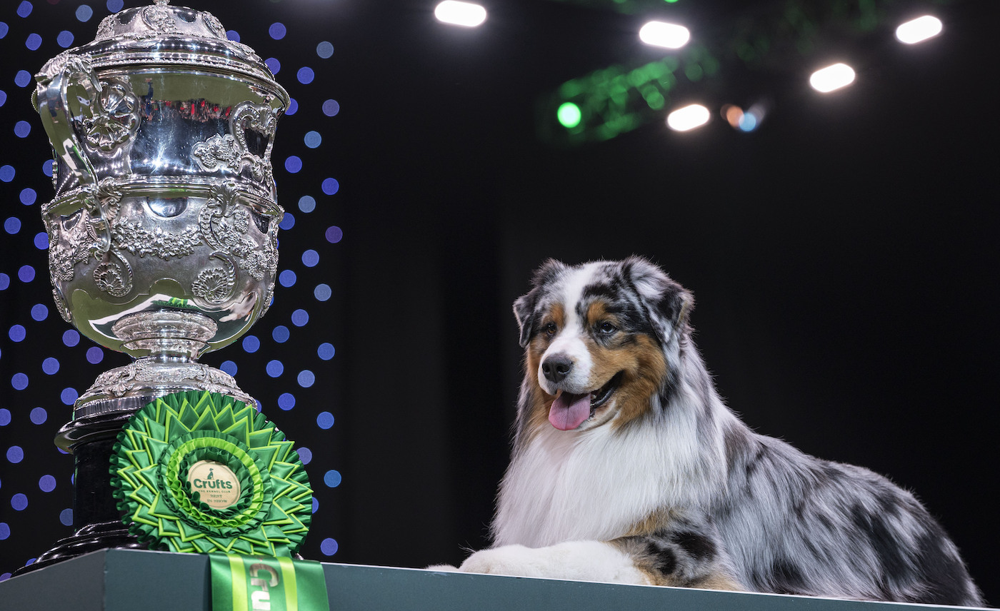 Viking, Australian Shepherd Dog who won Crufts in 2024