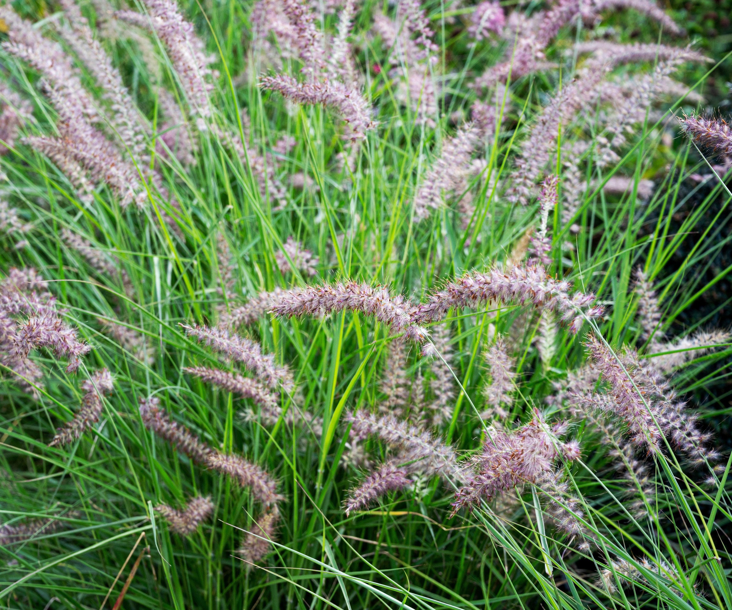 close up of Pennisetum 'Karley Rose' ornamental grass