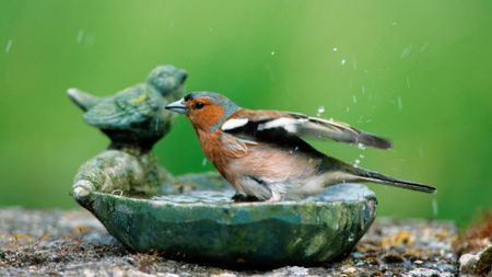 Birdbath