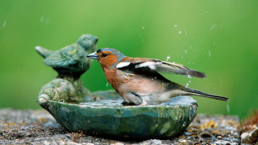 Birdbath