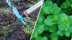 picture of person hoeing a vegetable bed and picture of chickweed
