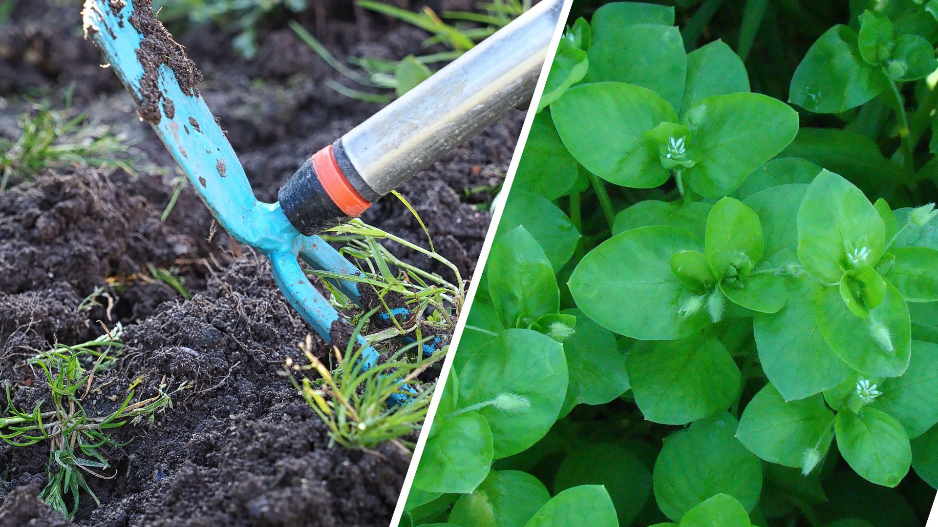 picture of person hoeing a vegetable bed and picture of chickweed
