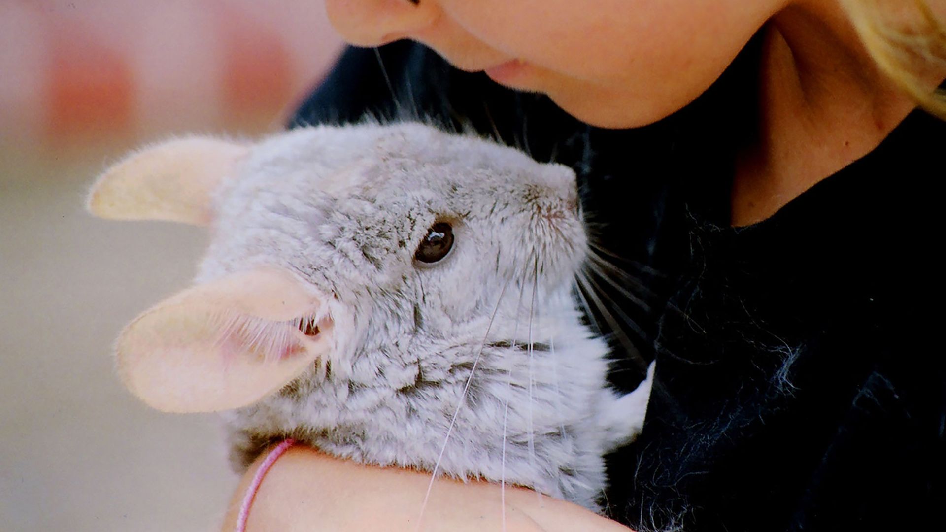 Chinchilla care guide How to look after your lively fur friend PetsRadar
