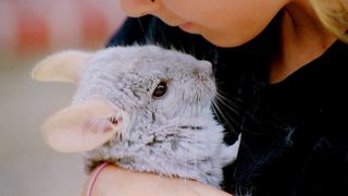 Young girl holding chinchilla