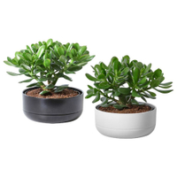 Money plant/Crassula Ovata, 22cm: £25 at IKEA 