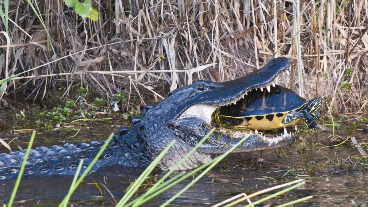 Alligator eating turtle in Florida Everglades, USA