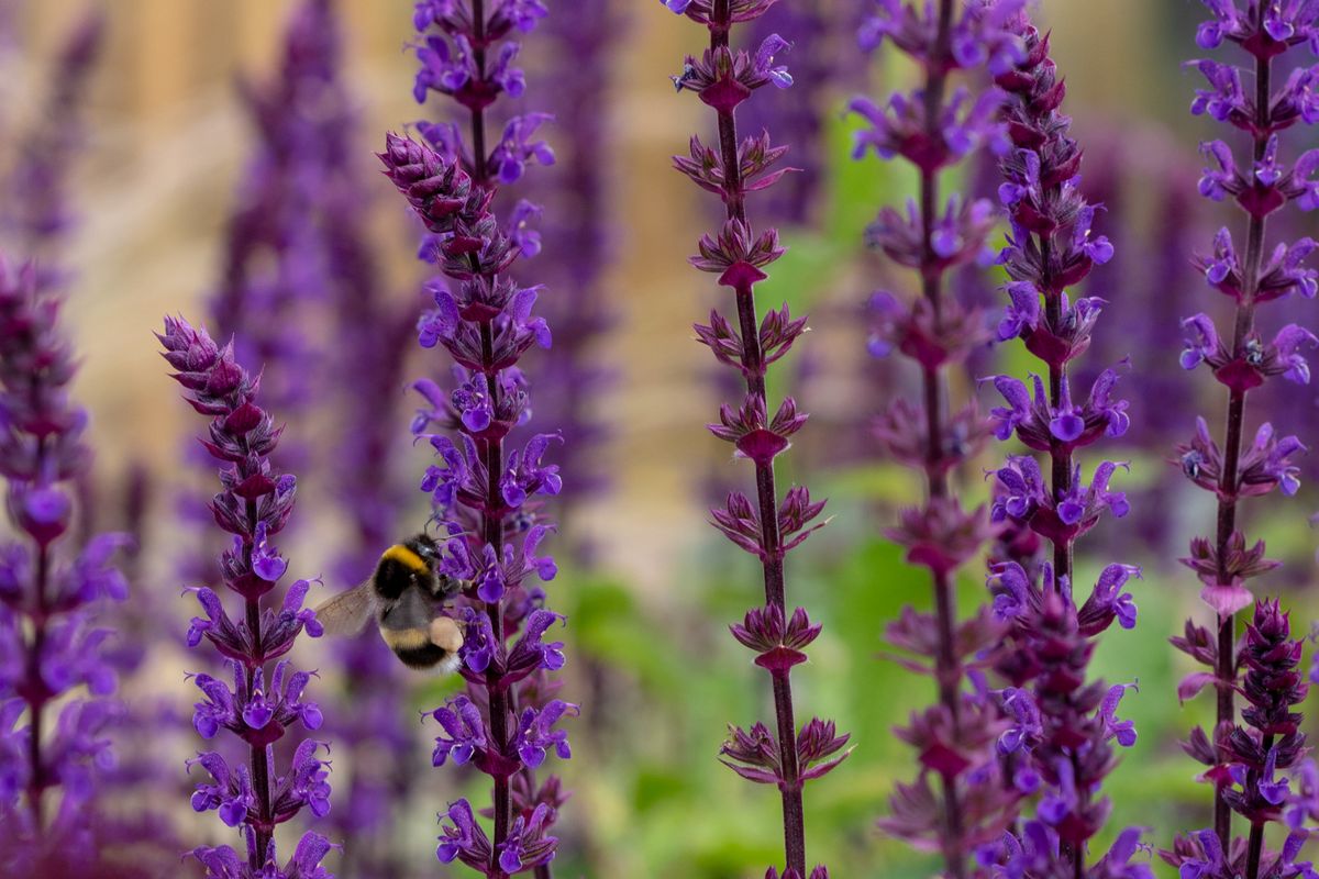 都市の庭に最適な汚染耐性のある植物 9 選