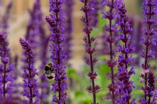 Wyevale Garden Centre lavender bee friendly flowers